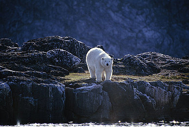 十大禁止下载的app,手机安全大揭秘：十：警惕山寨竞速游戏，安全驰骋正版赛道攻略揭秘