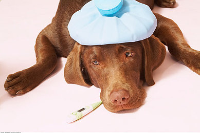 国产乱肉：末日战车改装新纪元，本土废土生存巨制今日上线