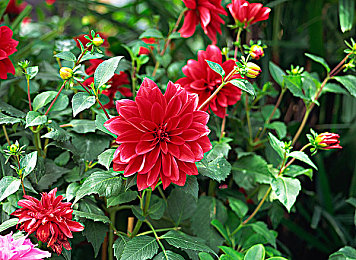 看料.今日看料-美好生活,从今日开始：《极限竞速：地平线5》今日上线，带你驰骋墨西哥开启速度盛宴