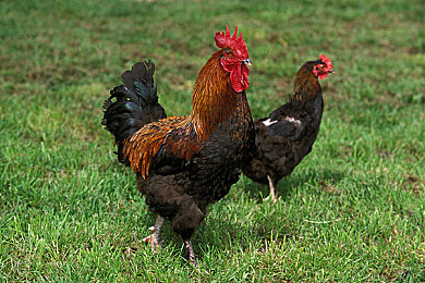 男人操女人应用:驾驭速度的艺术,《赛道征服者》极致操控全解析-2