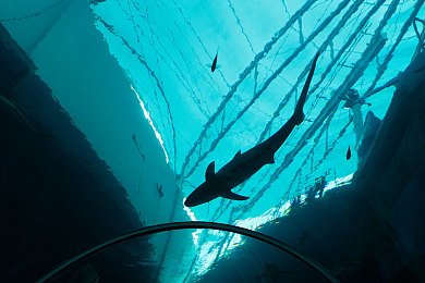 成年的世界一个就够了：孤车，末路，无尽旅途的生存禅意-2