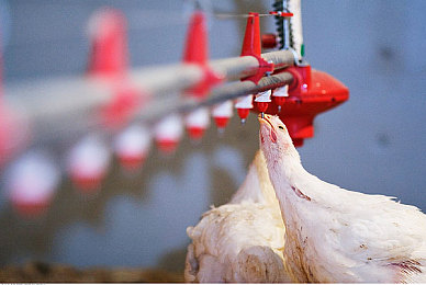 被女同桌调教成鞋袜奴脚奴女:从机械服从到赛道主宰,体验人车合一的驾驶哲学-3