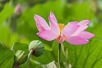 71nccc最新版本更新内容：霓虹峡谷竞速，动态调校与车队风云