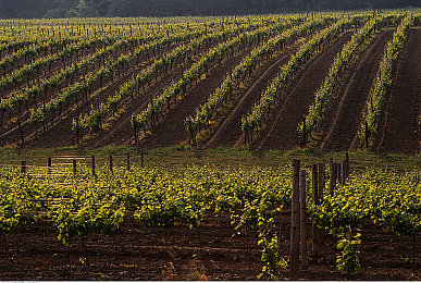 十八大禁用app：极速都市新规上线，公平竞技时代来临，挑战你的真实车技