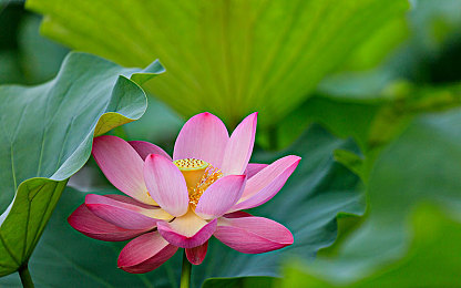 美女裸身软件无内裤：虚拟幻影代码赛车手，黑客竞速破解弱点新体验