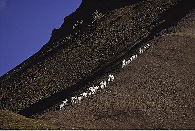 福建导航app网站入口下载ios免费:极速轨迹,虚拟导航者与城市赛道竞速艺术-2