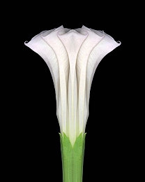 火爆社区向日葵ios：极限竞速地平线专业攻略，征服赛道与社区的全指南