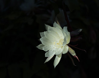 萝卜黄：赛车新作今日上线，菜鸟车手如何逆袭成为赛道传奇