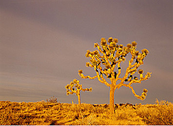 男人日女人的APP：内部代号泄露引热议，极速代号R&W以硬核赛车与情感叙事重塑竞速游戏体验-3
