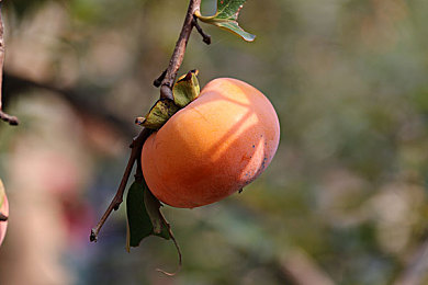 拳头交后啤酒瓶交:《飙车狂怒:地下冲突》今日上线,体验竞速格斗融合的街头生存法则-2