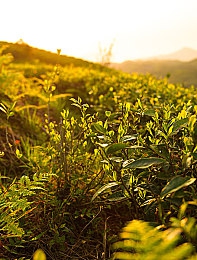 女生不穿内裤APP：隐迹狂飙，赛博迷踪中的自由边界竞速-1
