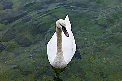 国产午休乱轮：都市穿梭者的限时竞速，策略混战引爆午休战场-2