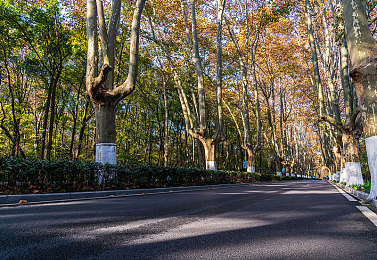 红桃视频最新网址：极限竞速地平线5全新攻略，征服墨西哥赛道与天气的终极技巧-2