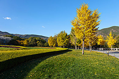 黑人娇小亚洲硬:极速地平线,多元车手与座驾美学的个性交响诗-2