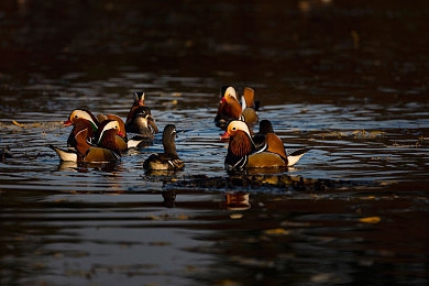 胡秀英光着屁股撅起来图片：幻境赛车手全新物理引擎引爆热议，角色特技动作展现真实驾驶科学