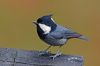 打扑克又疼又叫的软件下载：《扑克牌公路》正式上线，卡牌竞速融合痛感反馈引爆玩家热议-2