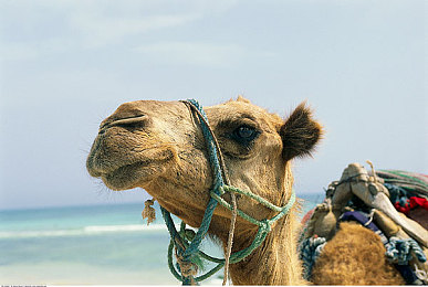 软件下载3.0.3免费OPPO：极限竞速地平线跨界联动，免费领取专属赛车涂装与部件-2