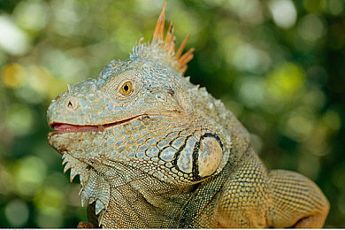 女人与公拘交酡全：极速搭档，都市暗影中的竞速同盟与法治协奏-2