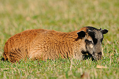 黄色成年软件：极速改装，末位淘汰，硬核赛车挑战你的生存策略-2