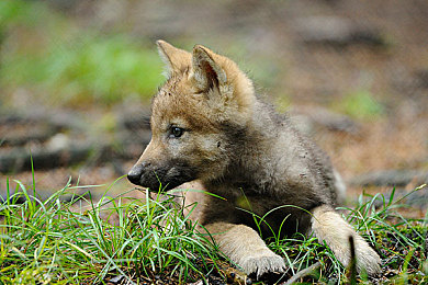 黄色软件App3.30：霓虹都市狂飙，解锁地下赛车的终极改装秘籍-2