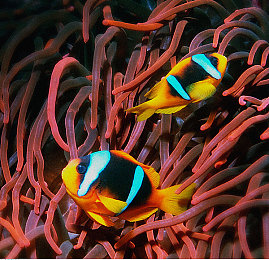 国产av电影院：极速幻影影院模式，沉浸驾驶舱征服真实赛道-2