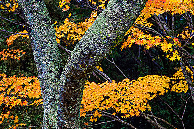 幼儿小马拉小车亲子：温馨亲子驾驶，共游童话世界之旅-4