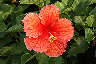 一边打扑克一边喊疼：废土狂飙，卡牌与方向盘的双重生存博弈-2