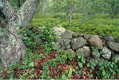 被男按摩师摸到花蒂喷出来：《极速花蒂》革新竞速体验，触感反馈引爆临界加速艺术-2