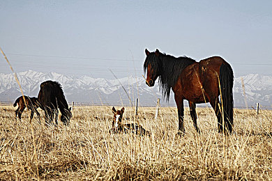 艳女直播App：虚拟偶像竞速新游上线，弹幕互动革新赛道对决-2