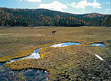 肏逼APP：都市狂飙新作上线，动态赛道与心理博弈颠覆竞速手游体验-2