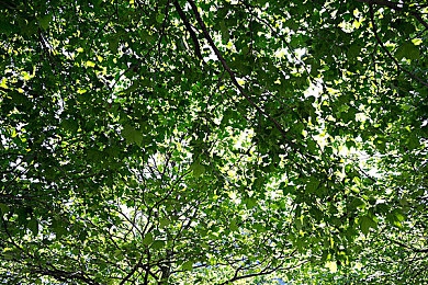 向日葵站长统计：数据驱动竞速新时代，地平线5高手如何用分析称霸墨西哥