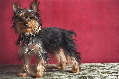 9｜黑料：极限车探暗夜档案今日上线，赛车与探案结合揭开地下黑幕-2