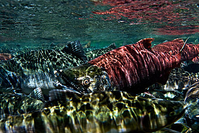 色多了：视觉与策略交织，自定义赛车新纪元开启