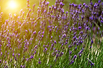 成全影视高清免费追剧软件优势：在虚拟都市中自由驾驶，体验如追剧般畅快的开放世界竞速之旅-2