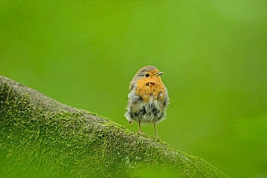 男通女APP：极速心跳，交错人生的竞速情缘-2