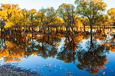 oppo黄色软件下载：霓虹街头，疾驰于光影之间的速度宣言