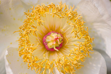 欧韩一区二区：驾驭德系稳健与韩系灵动，地平线赛道双风格终极指南-2