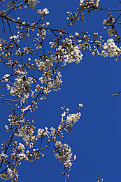 黄色的软件下载3.33：极限街头新版本隐藏超跑攻略，解锁霓虹传奇闪电流光-2