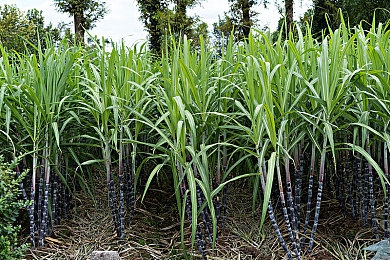 智能换脸赵丽颖惊艳片段：当红女星面容驶入虚拟赛道，赛车游戏实现AI形象自定义新突破-2