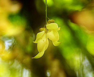 黄色软件OPPO免费：极限竞速地平线5联动OPPO，官方限定涂装免费领取攻略-2