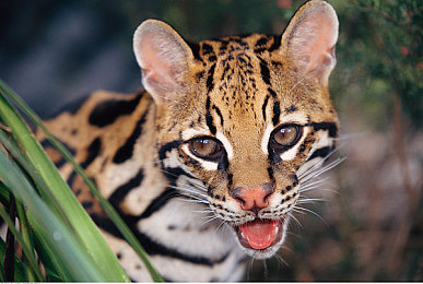 火影忍者黄化版18：疾风卷轴，赛道忍法帖，金色查克拉极速传说