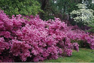 中国成人Av：极速狂飙，硬核赛车模拟挑战你的驾驶极限-2