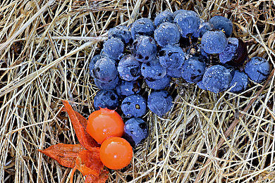 黄色软件免费下载安装3.3.0：极速狂飙新版上线，黄昏竞速模式与金色闪电跑车引爆赛道-1