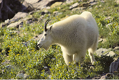 蜜桃av片:霓虹狂飙,解锁未来都市的极速美学与驾驶艺术-3