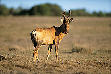 国产chengren av：竞速新作深度测评，真实驾驶与改装体验全解析
