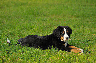 国产麻豆精东果冻传媒:都市方向盘上的隐秘采访者,胶质世界中的真相拼图之旅-2