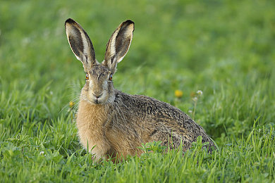 萌白酱喷奶：二次元赛车新作登场，独特氮气系统引爆竞速热潮