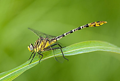 男人捅女人的机机：极速变形，巅峰对决，赛车与机甲的硬核碰撞之旅