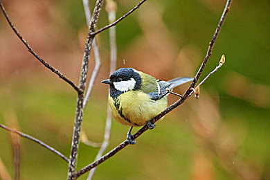 娇妻被朋友：极速羁绊，当亲密队友化身最终对手-2