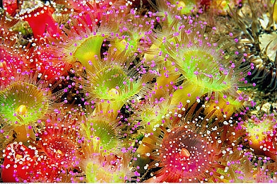 vivo黄色软件3.0:地下改装赛车新作引爆争议,真实模拟灰色地带狂飙体验-3